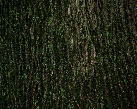 Blog Action Day 2007: Free High Res Tree Bark Texture Blog Action Day 2007: Free High Res Tree Bark Texture