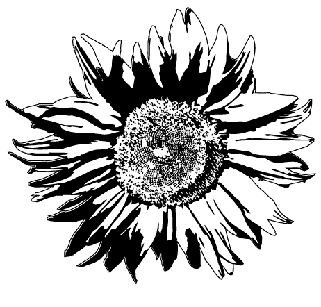 Free Vectors: Sunflowers Free Vectors: Sunflowers