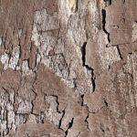 BB_PeelingSurface_01 BB_PeelingSurface_01