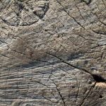 BB_TreeStump_01