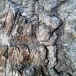 ancient_wood_11