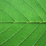 free_high_res_texture_132