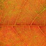 free_high_res_texture_225