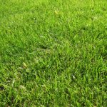 free_high_res_texture_367