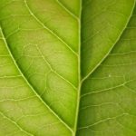 free_high_res_texture_376