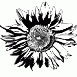 free_sunflower_vector_1