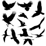 free_vector_birds