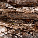 roots-1