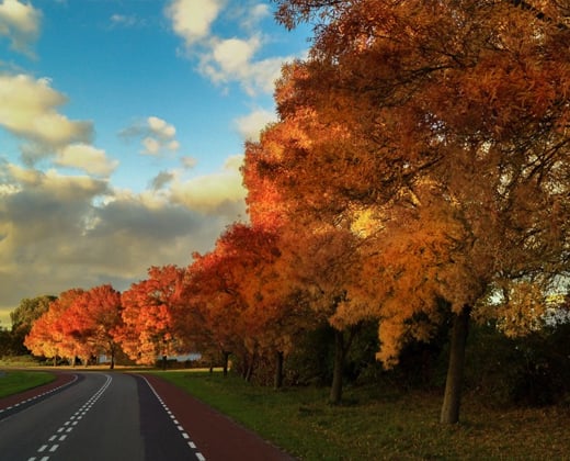 pexels autumn walkway photograph preview