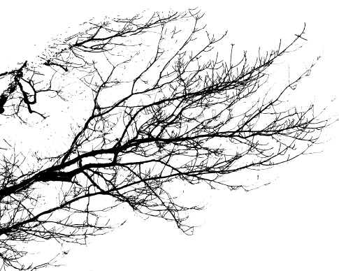 Crisp Branch Photoshop Brushes 4