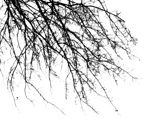 Crisp Branch Photoshop Brushes 1