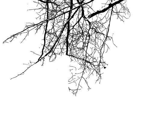 Crisp Branch Photoshop Brushes 2