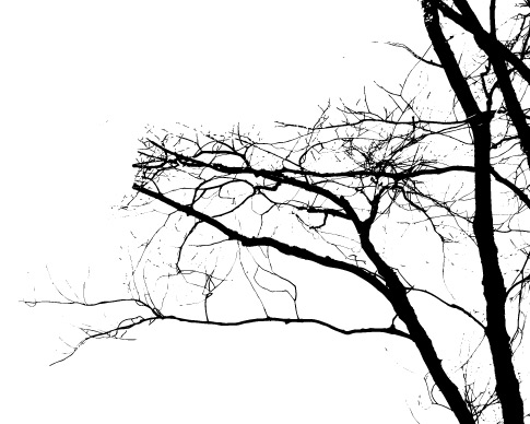 Crisp Branch Photoshop Brushes 3