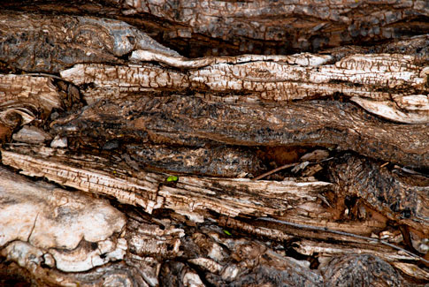 Free Texture Tuesday: Mangled Tree Roots 1