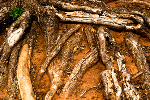 Free Texture Tuesday: Mangled Tree Roots 2
