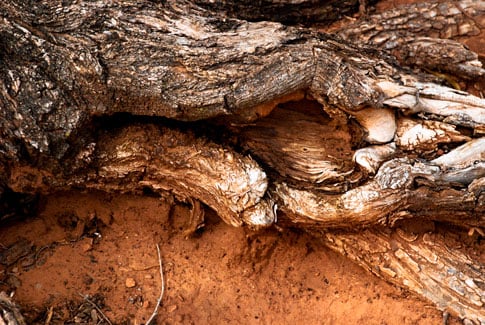 Free Texture Tuesday: Mangled Tree Roots 4