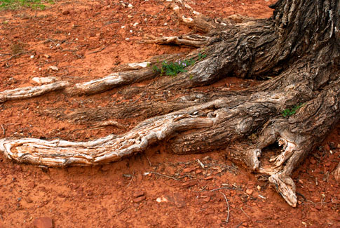 Free Texture Tuesday: Mangled Tree Roots 5