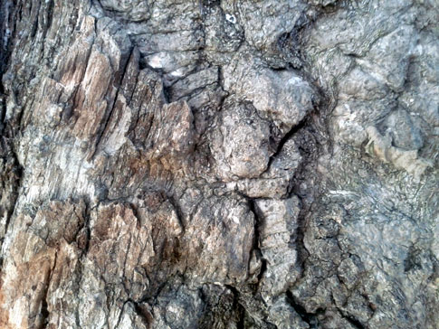 Free Texture Tuesday: Ancient Wood 1