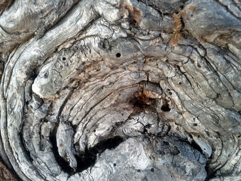 Free Texture Tuesday: Ancient Wood 3