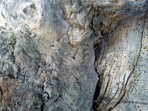 Free Texture Tuesday: Ancient Wood 4
