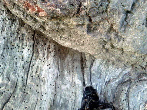 Free Texture Tuesday: Ancient Wood 5