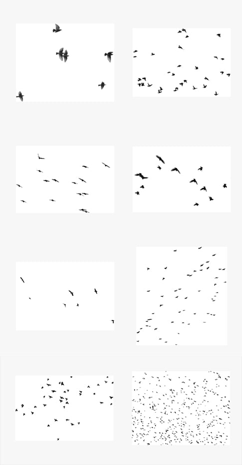 Freebie Friday: 8 Flying Bird Photoshop Brushes Preview