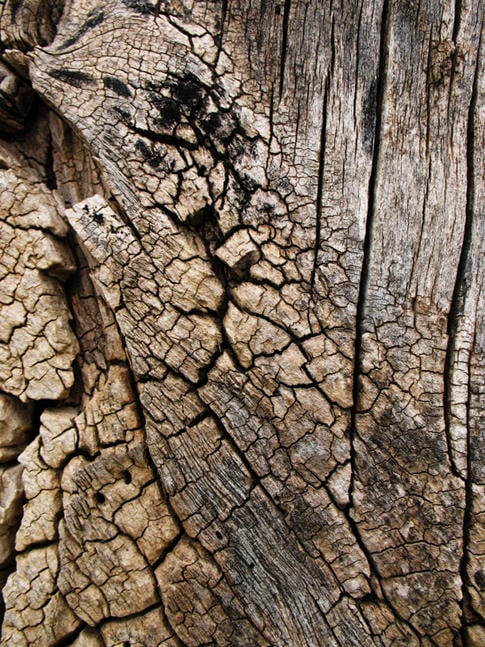 Free Texture Tuesday: Tree Bark