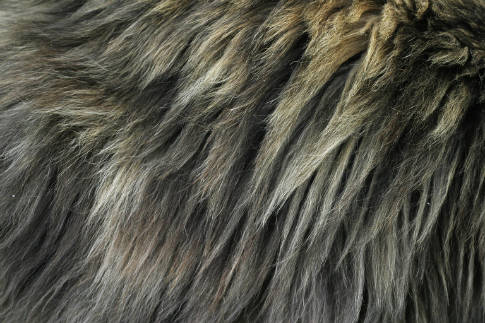 Free Texture Tuesday: Fur