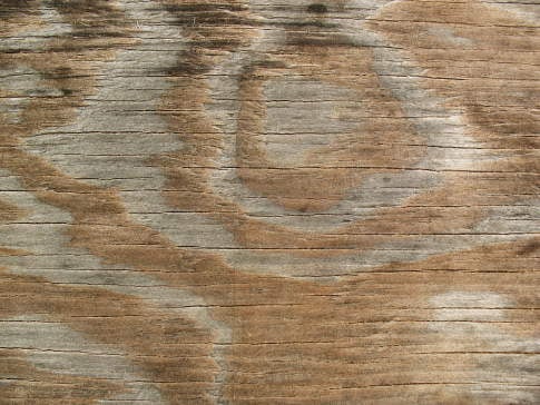 Free Texture Tuesday: Wood