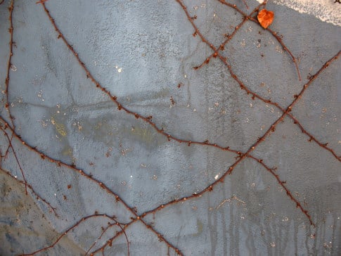 Free Texture Tuesday: Vines