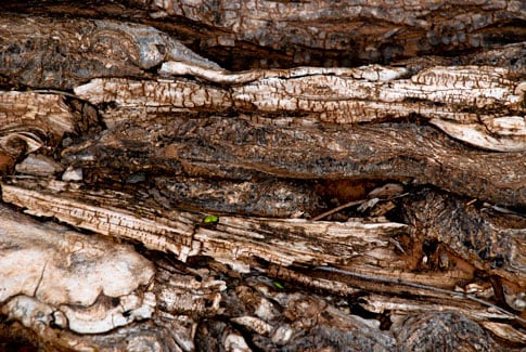 Free Texture Tuesday: Mangled Tree Roots