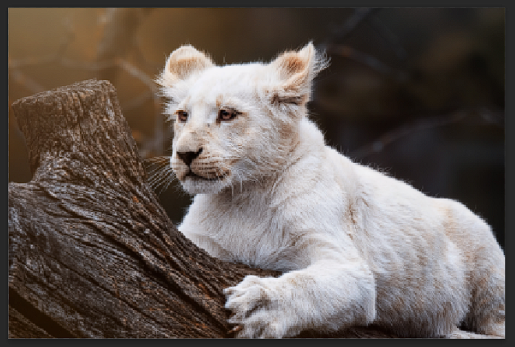 Resized image