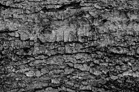 Black and White Bark Texture 1