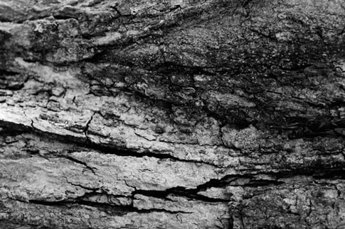 Black and White Bark Texture 2