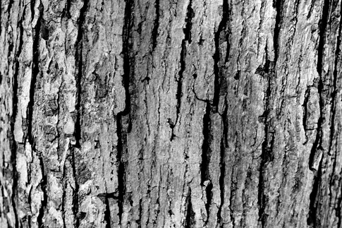 Black and White Bark Texture 3