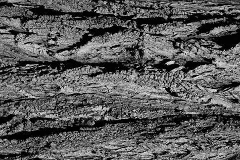 Black and White Bark Texture 4