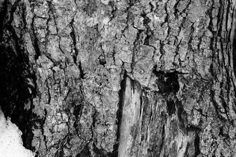 Black and White Bark Texture 5