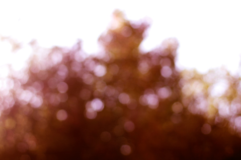 Blurred Treeline Bokeh Texture 5