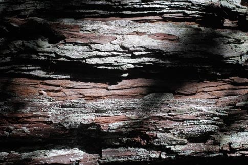 Dramatic Tree Bark Texture 1
