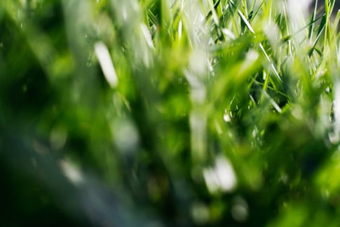 Unconventional Grass Texture 2