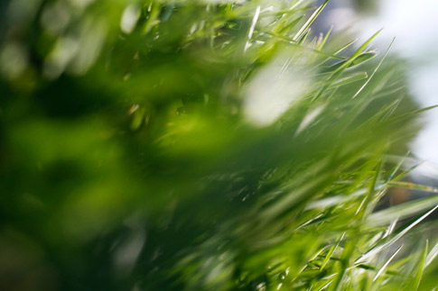 Unconventional Grass Texture 4