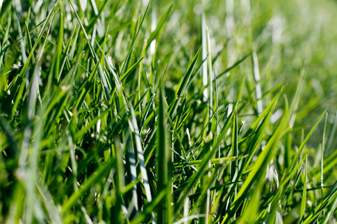 Unconventional Grass Texture 5