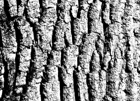 Tree Bark Photoshop Brushes Preview 2