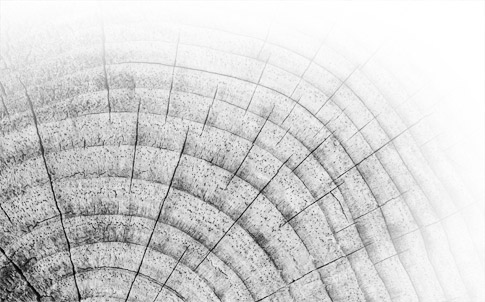 Wood Grain Photoshop Brushes Preview 2