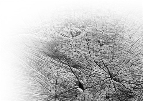 Wood Grain Photoshop Brushes Preview 4